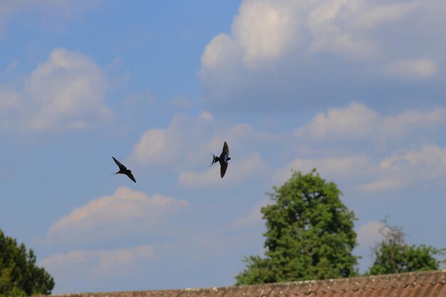 Low angle view of birds flying in sky