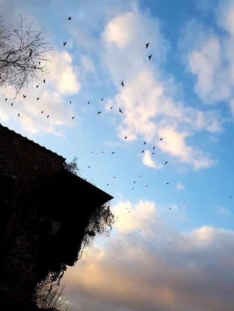 Foto vista ad angolo basso degli uccelli che volano nel cielo