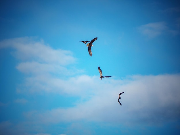 Low angle view of birds flying in sky