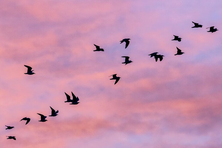 Photo low angle view of birds flying in sky