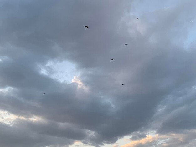 Low angle view of birds flying in sky