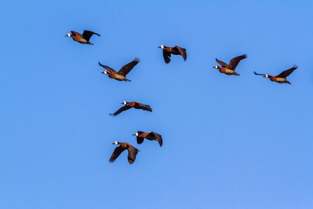 Photo low angle view of birds flying
