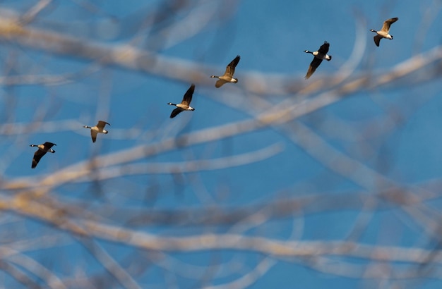 鳥の飛行の低角度の視点