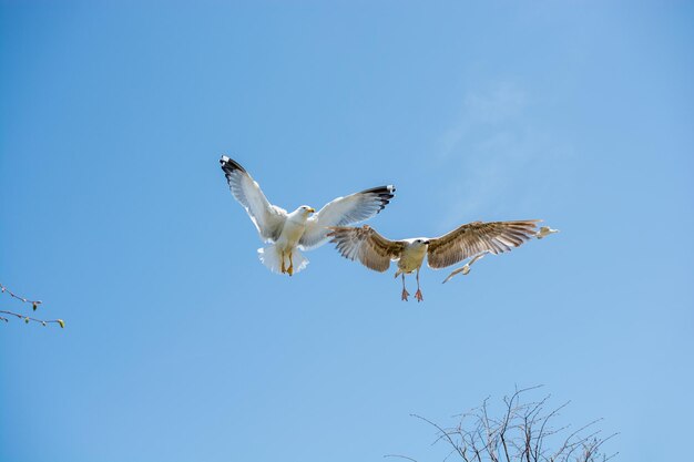 Low angle view of birds flying