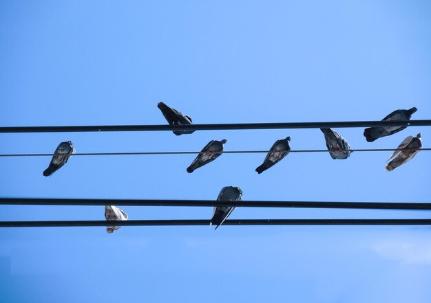 Photo low angle view of birds hanging against clear blue sky