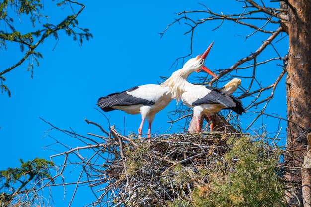 Low angle view of birds in nest against blue sky