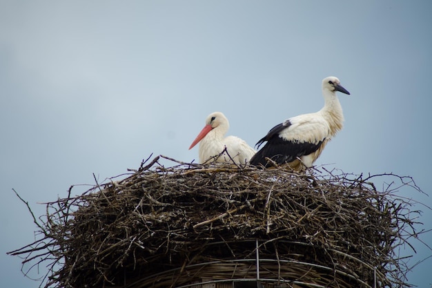 明るい空を背景に巣を作っている鳥の低角度の景色