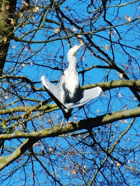 Low angle view of birds perched on branch