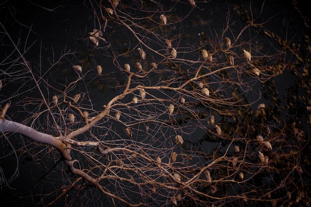 Photo low angle view of birds perching on bare tree at night