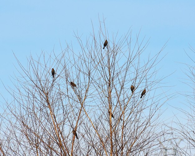 Low angle view of birds perching on bare tree