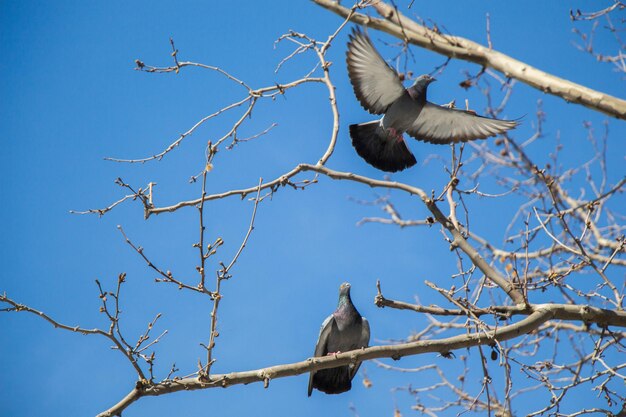 Low angle view of birds perching on bare tree