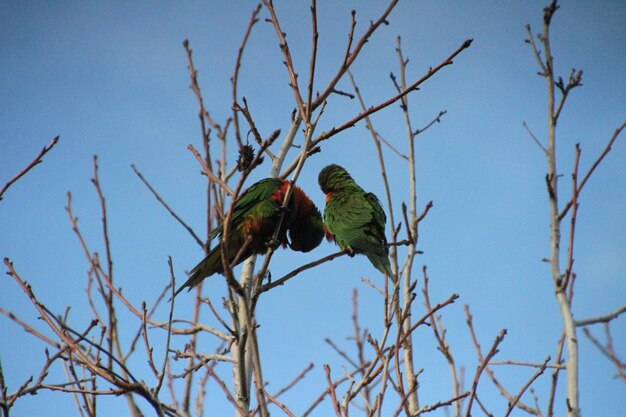 Low angle view of birds perching on bare tree