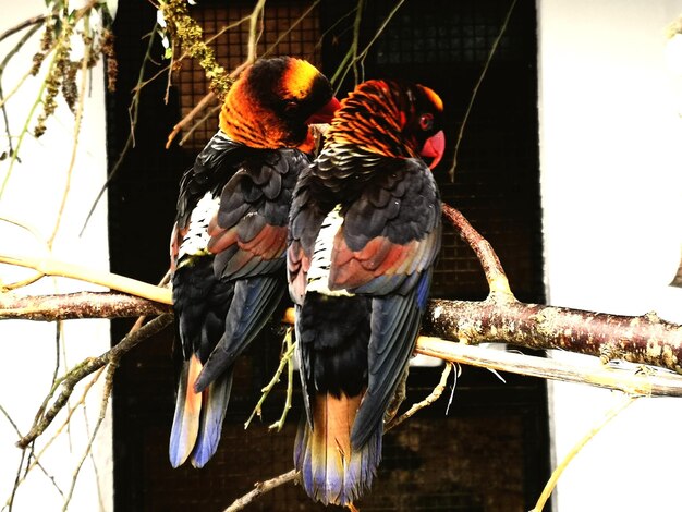 Foto vista a bassa angolazione degli uccelli appollaiati su un alimentatore per uccelli