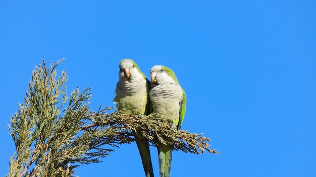 Low angle view of birds perching on branch against blue sky