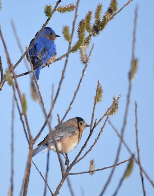 Photo low angle view of birds perching on branch