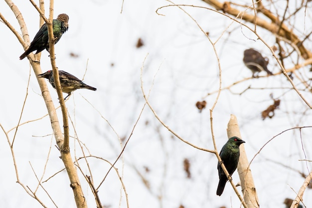 Photo low angle view of birds perching on branch