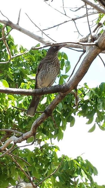 Low angle view of birds perching on branch