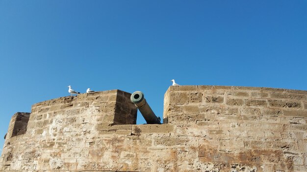 Low angle view of birds perching on building wall against clear sky