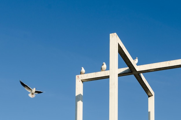 Low angle view of birds perching on built structure against clear blue sky