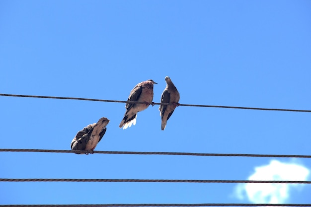 Low angle view of birds perching on cable against blue sky