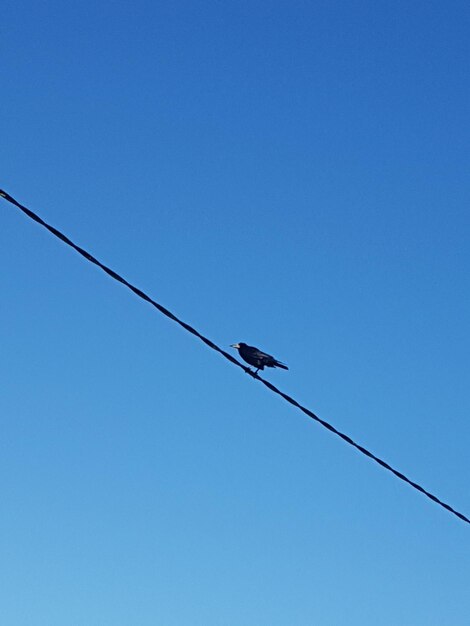 Low angle view of birds perching on cable against clear blue sky