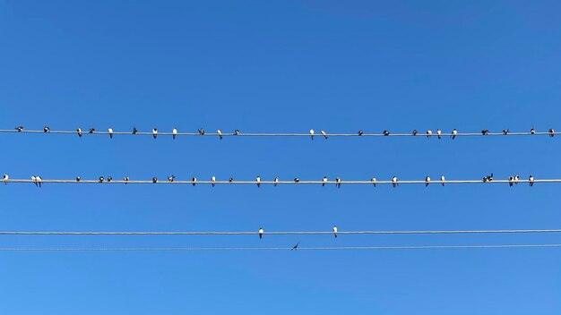 Low angle view of birds perching on cable against clear blue sky