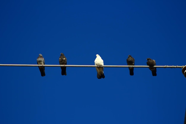 Низкоугольный вид птиц, сидящих на кабеле на фоне ясного голубого неба