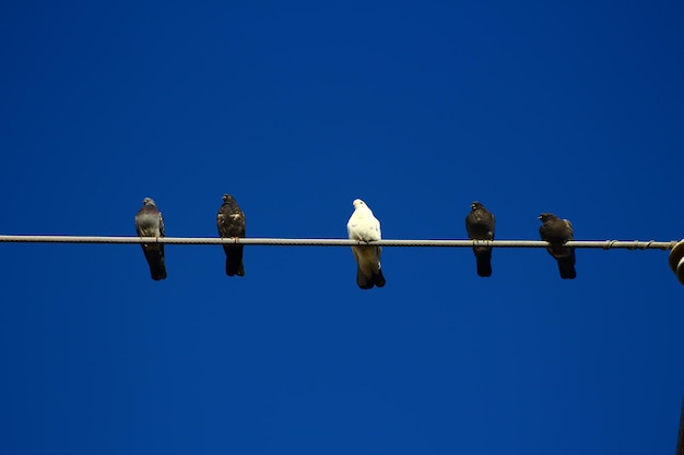 Low angle view of birds perching on cable against clear blue sky