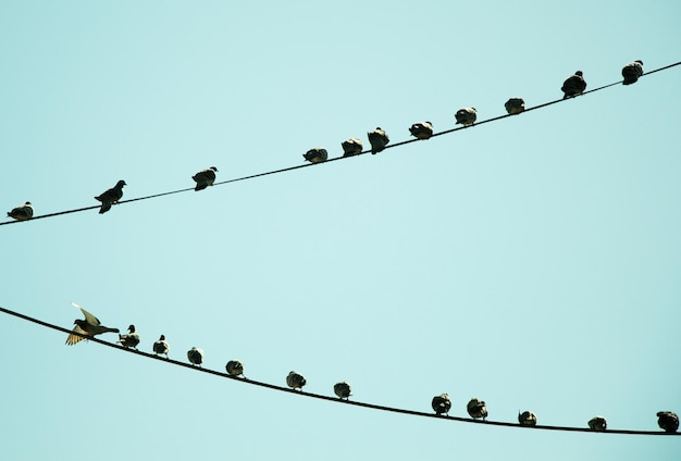 Photo low angle view of birds perching on cable against clear sky