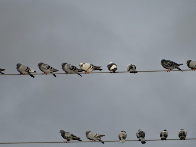 Photo low angle view of birds perching on cable against sky