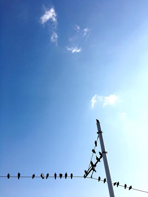 Low angle view of birds perching on cable against sky