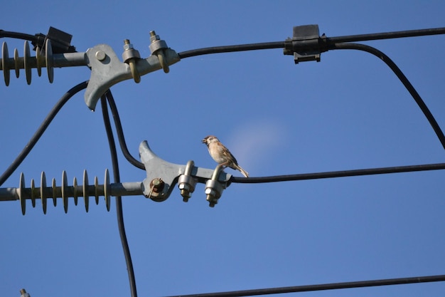 Low angle view of birds perching on cable against sky