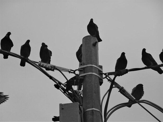 Photo low angle view of birds perching on cable