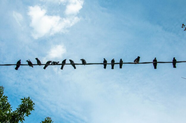 Low angle view of birds perching on cable