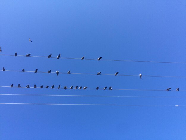 Photo low angle view of birds perching on cable