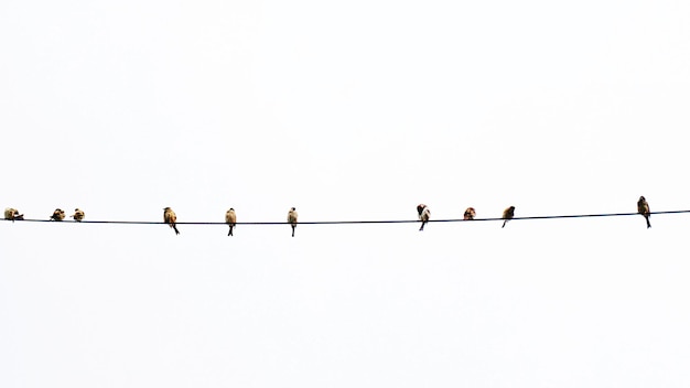 Photo low angle view of birds perching on cable