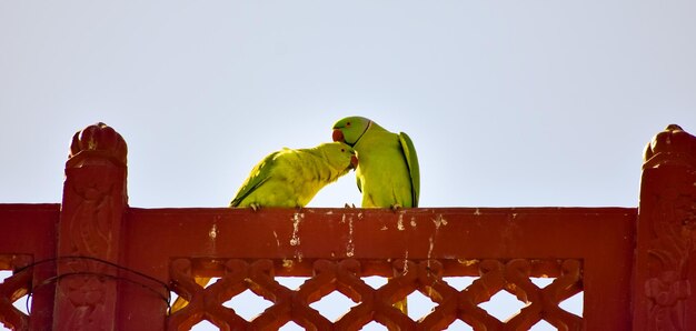 Photo low angle view of birds perching on metal against clear sky