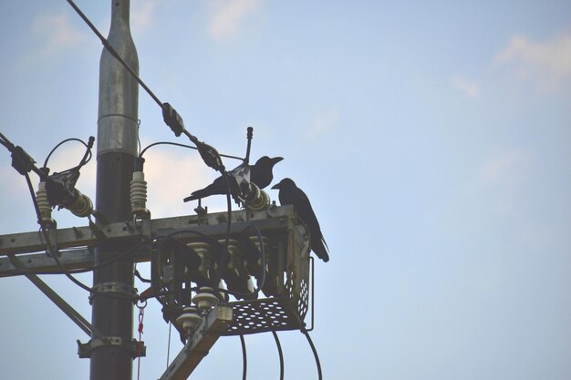 Low angle view of birds perching on metal against sky