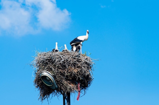 Low angle view of birds perching on nest