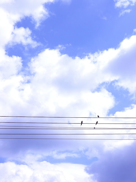 하늘 을 배경 으로 전력 케이블 에 앉아 있는 새 들 의 낮은 각도 시각