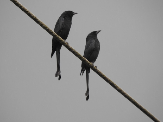 電線に座っている鳥の低角度の視点