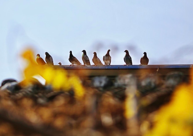 Foto vista ad angolo basso di uccelli appoggiati sulla ringhiera