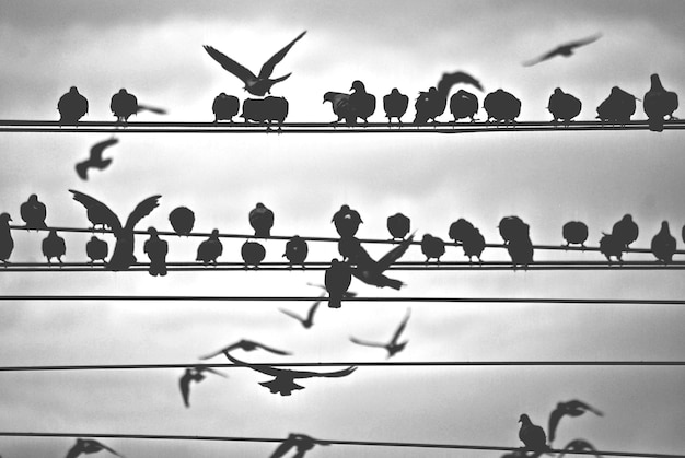 Foto vista ad angolo basso degli uccelli appoggiati nel cielo