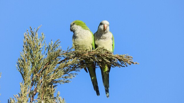 Foto vista a basso angolo di uccelli appoggiati su un albero contro il cielo blu