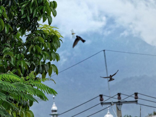 Low angle view of birds perching on tree against sky