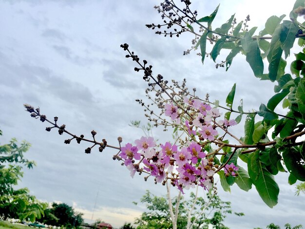 Low angle view of birds perching on tree against sky