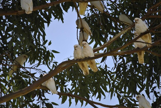 Foto vista ad angolo basso degli uccelli appoggiati sugli alberi