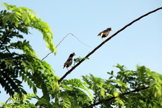 Low angle view of birds perching on tree