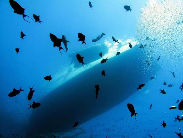 Low angle view of birds swimming in the sea