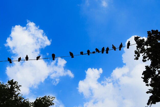 Low angle view of birds on tree against sky